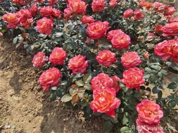 月季花的花期是什么时候？想要开花要满足哪些条件？