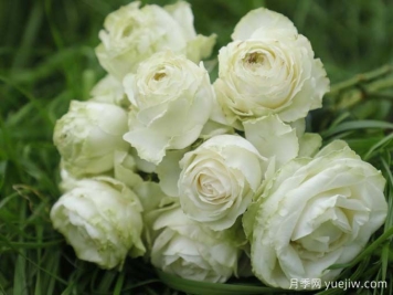  月季推荐，若菜月季