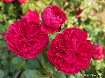 只种一款红色爬藤月季，强力推荐红达月季