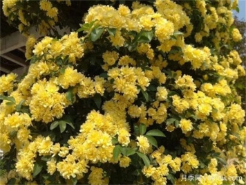 华中地区常见的开花植物，一起来认一认！