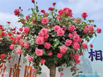 庭院十大景观风格，你喜欢哪一种？