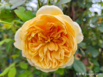 黄金庆典月季，世界上最壮观的月季