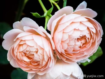 月季是岁月里的诗歌，走进那些好听又好看的月季品种