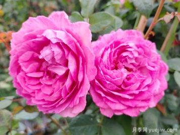 玫瑰花语数学课：一朵、三朵还是百朵？