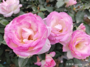 常见植物风水学之“五行”划分，让你的运势更旺！