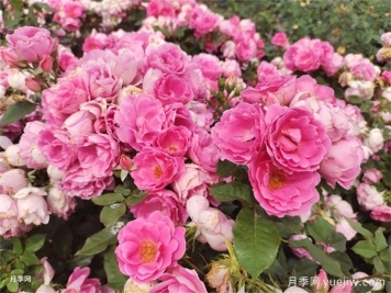 6种适合秋季扦插开花植物成活率高的花卉