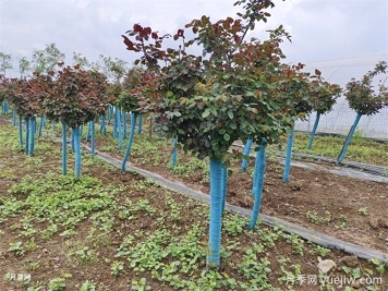 苗木长势日渐衰弱，导致的原因分析