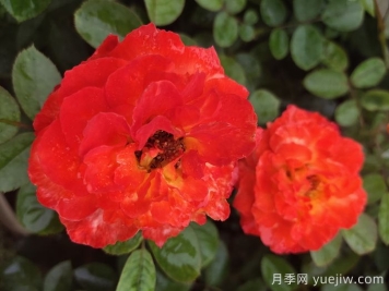 兴安市花文化和月季景观