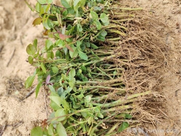 月季的扦插方法和种植注意事项