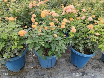 月季园土配比办法