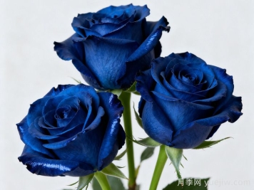 蓝色妖姬月季代表什么意思？