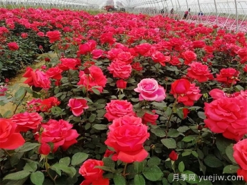 河南南阳月季批发基地