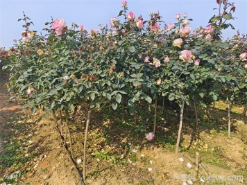 月季秋季施肥后需要浇水吗？