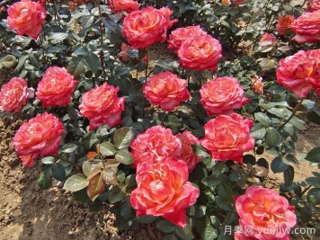 秋天做到这4点，大花月季开爆花