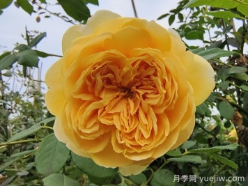 黄金庆典月季介绍及优缺点