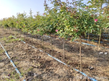 冬日月季养护，选择适宜的肥料助其绽放