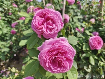 甘肃甘谷：确定国槐为市树、月季为县花