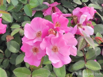 月季花的水插繁殖