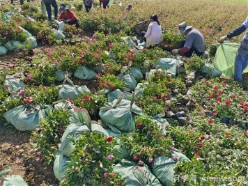 河南南阳：月季花儿香装车发货忙