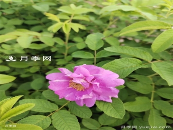 10万株四季玫瑰杯苗丛南阳运往甘肃张掖