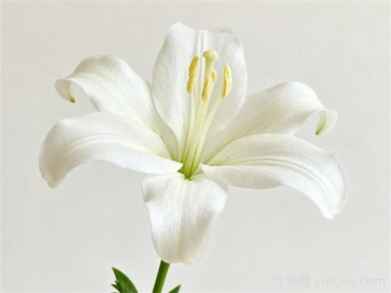 百合花怎么种植和养护？