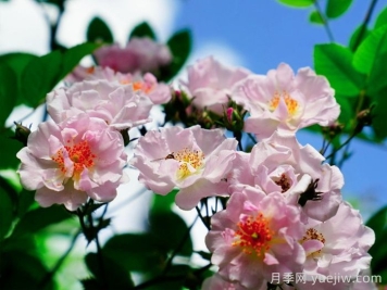 云南威信：蔷薇花开 等你路过