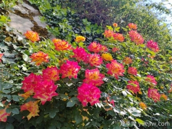 甘南舟曲：蔷薇月季盛放 为城市绿化亮彩增色