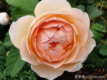 这10个香水月季花，花形优美，花香宜人