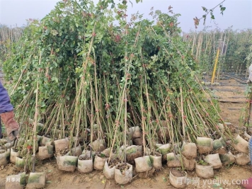 秋季，很多月季主杆没有叶子，怎么办？