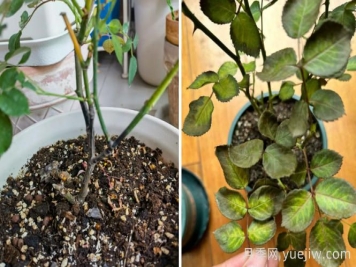 夏天的月季总是黑杆黄叶，到底哪里做错了？