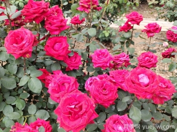 花友养殖月季花的3点注意事项