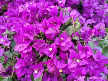 三角梅，皮实到让人惊讶的花