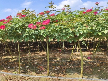 花木修剪几月份最好？