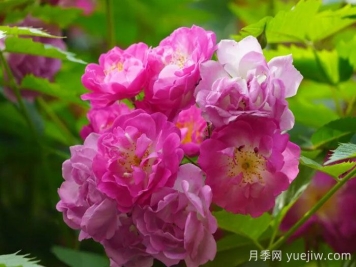 上海嘉定：江桥镇蔷薇花开，邂逅浪漫时光