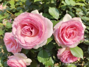 分享8款高颜值神仙月季，花开不断低养护