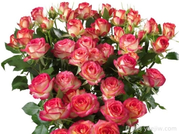 爱丽丝泡泡--红橙复色、多头丰花的月季