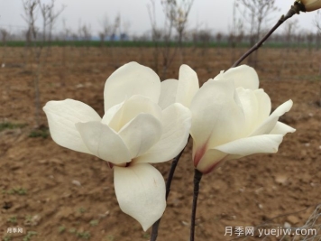 广玉兰和白玉兰的区别，不同与相同之处