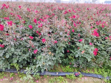 湖南地栽月季花冬天怎么修剪过冬？