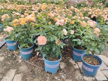 买花卉苗木要选对季节，秋天就买这几类