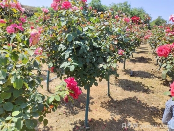 南阳内乡：马山口镇发展月季产业，助推乡村致富
