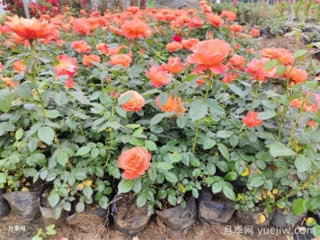 梅雨季节月季养护指南，阴雨天喷药施肥教程