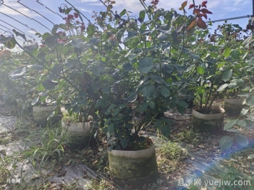 丛生苗木走俏，被称为去库存利器