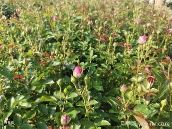 雨过天晴杂草疯长，苗木人该如何除草？