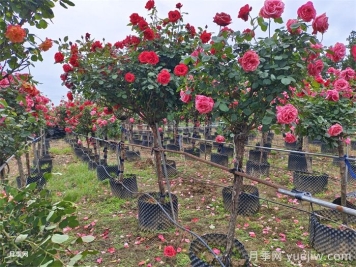 苗木价格怎么估算？看完定价八九不离十