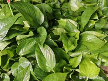 50种常见花卉养护方法