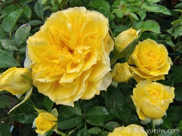 为什么花友们开始抛弃欧月月季？