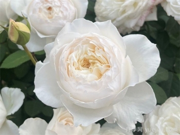 7种让人一眼心动的白色系奥斯汀花型月季