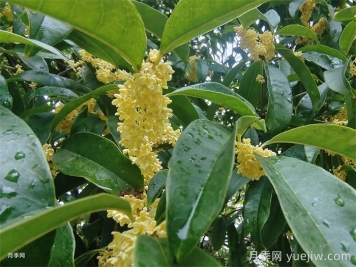 70首诗词中的桂花，香满整个秋天