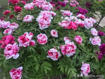 适合秋天养的6种花，好养又漂亮