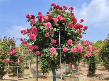 如何进一步提高石桥月季的市场竞争力？